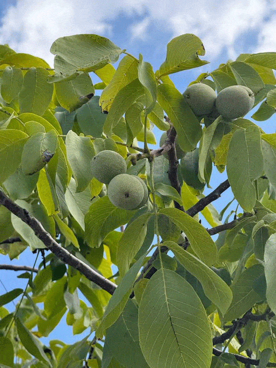 برگ درخت گردو